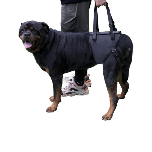 Dog Lift Harness for Dogs with Disabled Arthritis and Weak Back Legs humanized Design with Comfortable Materials Adjustable Back Legs and Straps Suitable for Helping Dogs to Recover and Walk. (XL)
